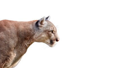 Plakat Portrait of Beautiful Puma. Cougar, mountain lion, isolated on white backgrounds