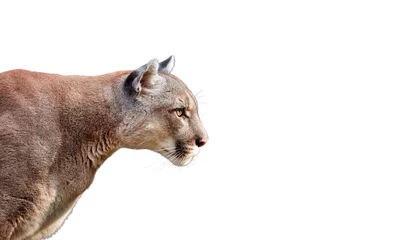 Foto op Canvas Portret van mooie Puma. Cougar, poema, geïsoleerd op een witte achtergrond © Baranov