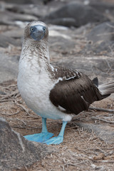Blue-Footed Booby on Espanola Island, Galapagos Islands