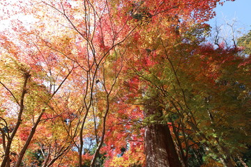 談山神社の紅葉