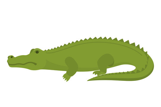 Crocodile or alligator green animal. Wild reptile