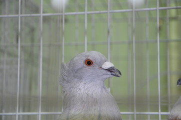 Beautiful Pigeons in Cages