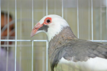 pigeon