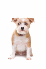 little mutt dog