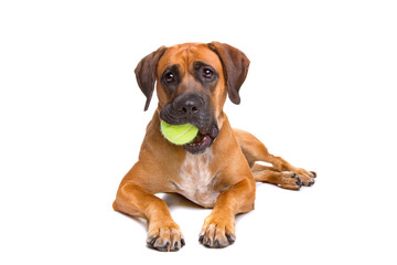 mixed breed dog from a boxer and a labrador