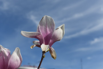magnolia flower on blue sky background