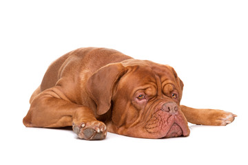 French Mastiff dog