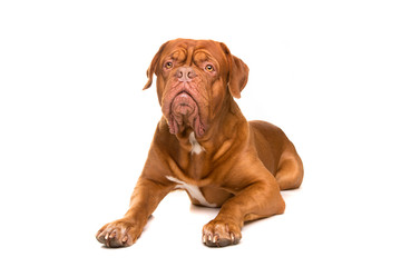 French Mastiff dog