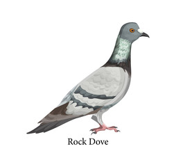 Pigeon or rock dove in realistic style