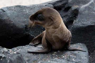 Baby Seal on the beach of Espanola Island, Galapagos Islands