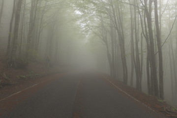 Obraz premium fog in the forest