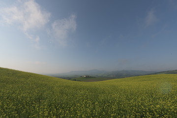 green field and blue sky