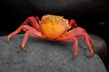 Orange Sally Lightfoot crab on the coastline of Floreana, Galapagos Islands