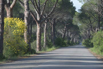 road in forest