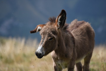 donkey in the mountains