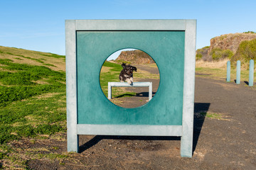 Healthy dog having fun outside jumping through a hoop at dog agility park, dog agility training