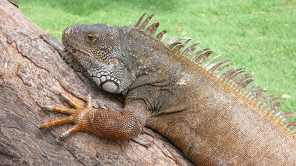Land iguana in a park in Guayaquil, Ecuador