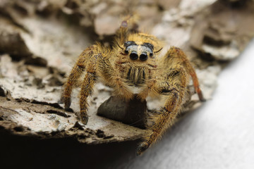 Hyllus semicurupus female