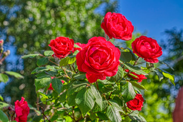 red roses