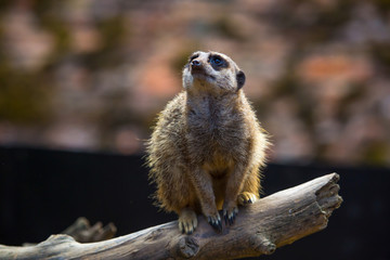 meerkat on guard