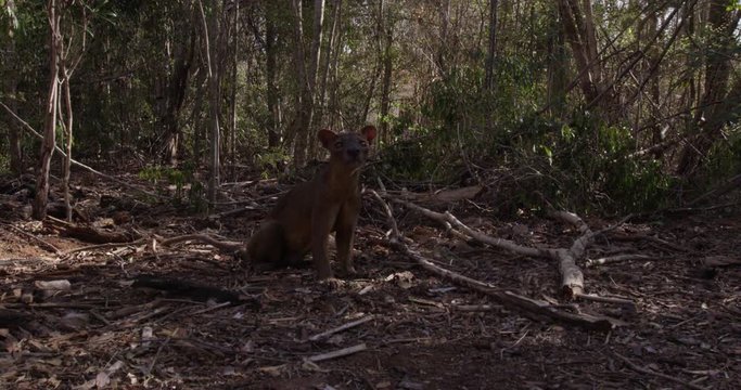 Wild fossa in Madagascar, slow motion close up
