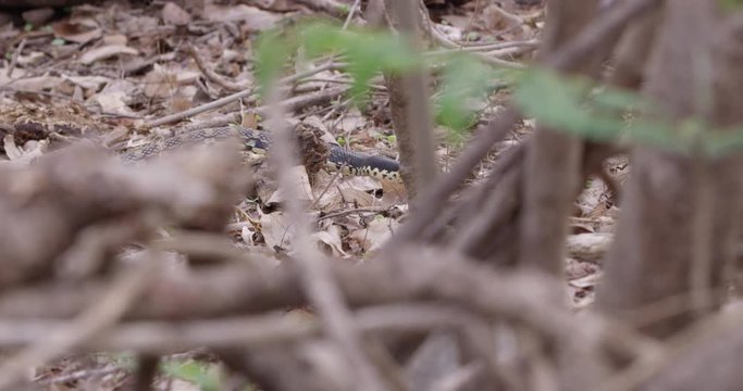 Close up, hognose snake on forest floor in Madagascar
