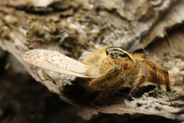 Hyllus semicurupus female eat