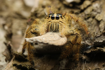 Hyllus semicurupus female eat