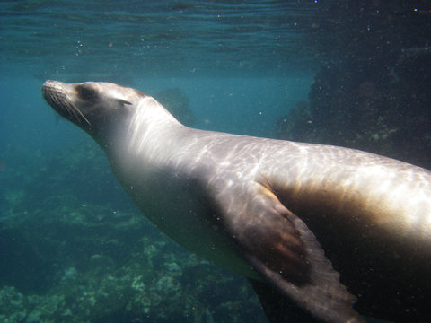 Playful seal swimming underwater on Floreana, Galapagos Islands