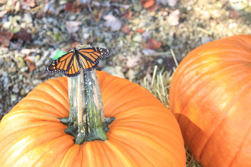 Pumpkin Butterfly