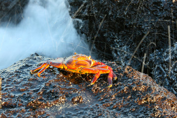 Orange Sally Lightfoot crab on the coastline of Floreana, Galapagos Islands