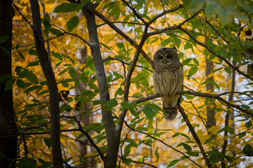 Owl - Symbol of Wisdom and Magic