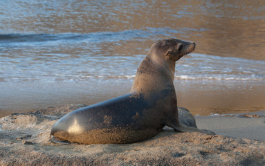 Seal on the coastline of the Galapagos Islands