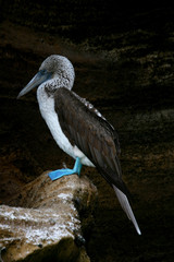 Blue-Footed Booby birds on the rocks of Fernandina Island, Galapagos Islands