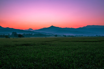 Naklejka premium The background of Lanscape (fields, mountains, fog, trees) with intimate view. And fresh in the sight of the journey, light wallpaper of the sun in the morning.