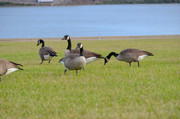 Birds