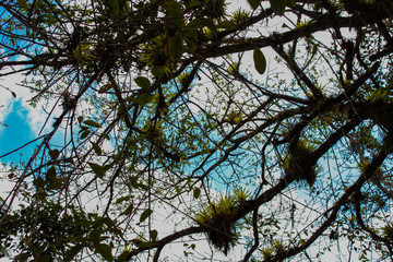 Fototapeta premium orquídeas