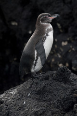 Fototapeta premium Galapagos Penguin on the rocks on Fernandina, Galapagos Islands