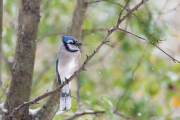 Closeup of one blue jay Cyanocitta cristata, bird perched on tree branch during autumn snowing winter snow in Virginia, snowflakes falling, green leaves foliage