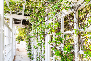Closeup of patio outdoor spring flower garden in backyard porch of home, romantic white wood with pergola wooden arch path, climbing covering vine plants - obrazy, fototapety, plakaty