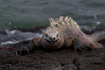 Marine Iguana sunning on the rocks on the island of Fernandina, Galapagos Islands