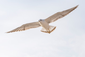 Seagull in flight with spread wings