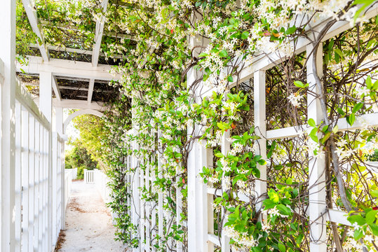 Closeup Of Patio Outdoor Spring Flower Garden In Backyard Porch Of Home, Romantic White Wood With Pergola Wooden Arch Path, Climbing Covering Vine Plants