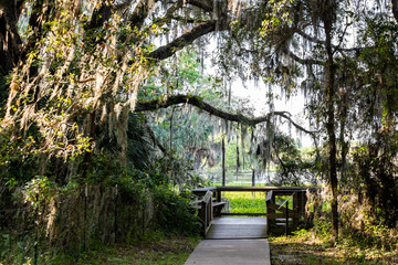 Southern live oak tree with hanging Spanish moss in Paynes Prairie Preserve State Park in Florida,...