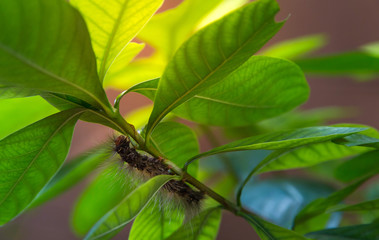 Worm eating the leaf on green leaf blur background,Caterpillars eating leaves