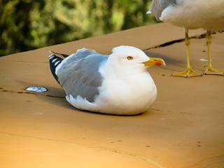 seagull on the beach