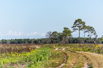 Fototapeta na wymiar Prairie landscape with trees and trail path in Myakka River State Park Wilderness Preserve in Sarasota, Florida