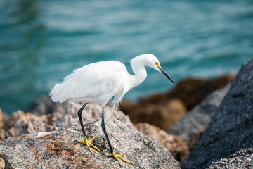 Closeup of one snowy egret white bird walking on rocky pier rocks in Florida Gulf of Mexico in Venice beach, yellow and blue colors - Powered by Adobe