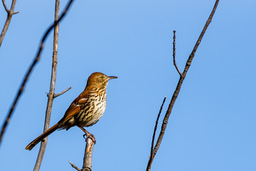 Brown Thrasher