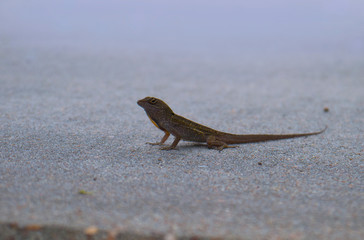 Lizzard standing still on concrete up close